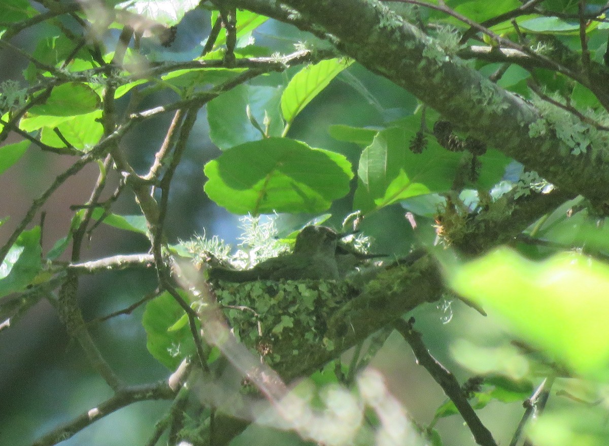 Anna's Hummingbird - ML620683244