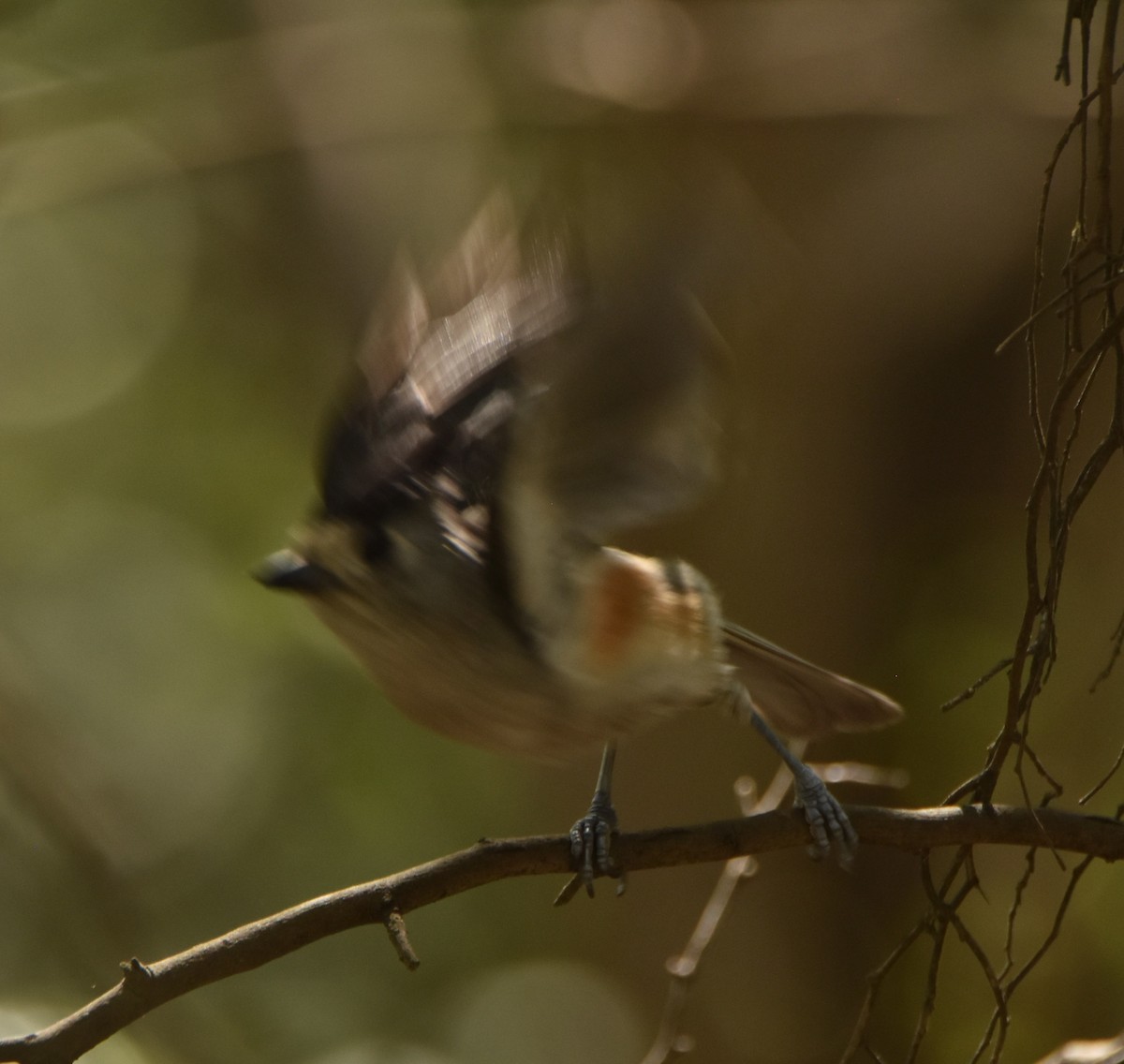 Black-crested Titmouse - ML620683245