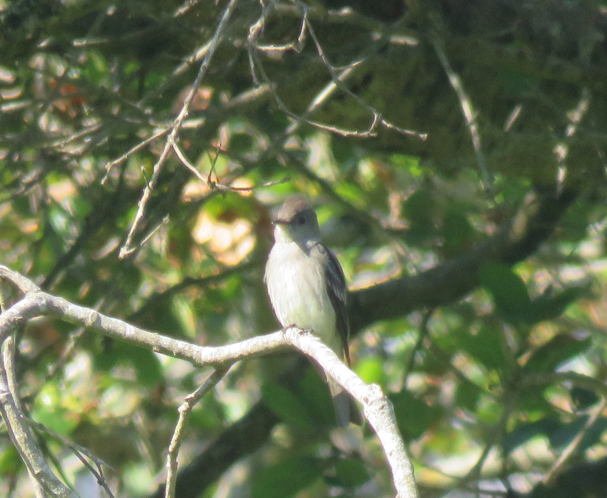 Western Wood-Pewee - ML620683247