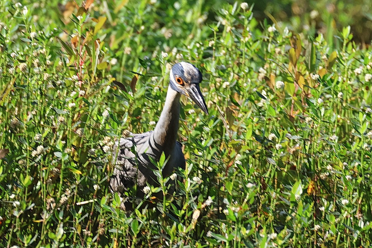 Yellow-crowned Night Heron - ML620683249