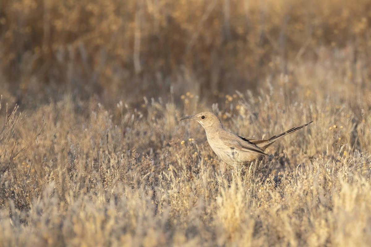 LeConte's Thrasher - ML620683254