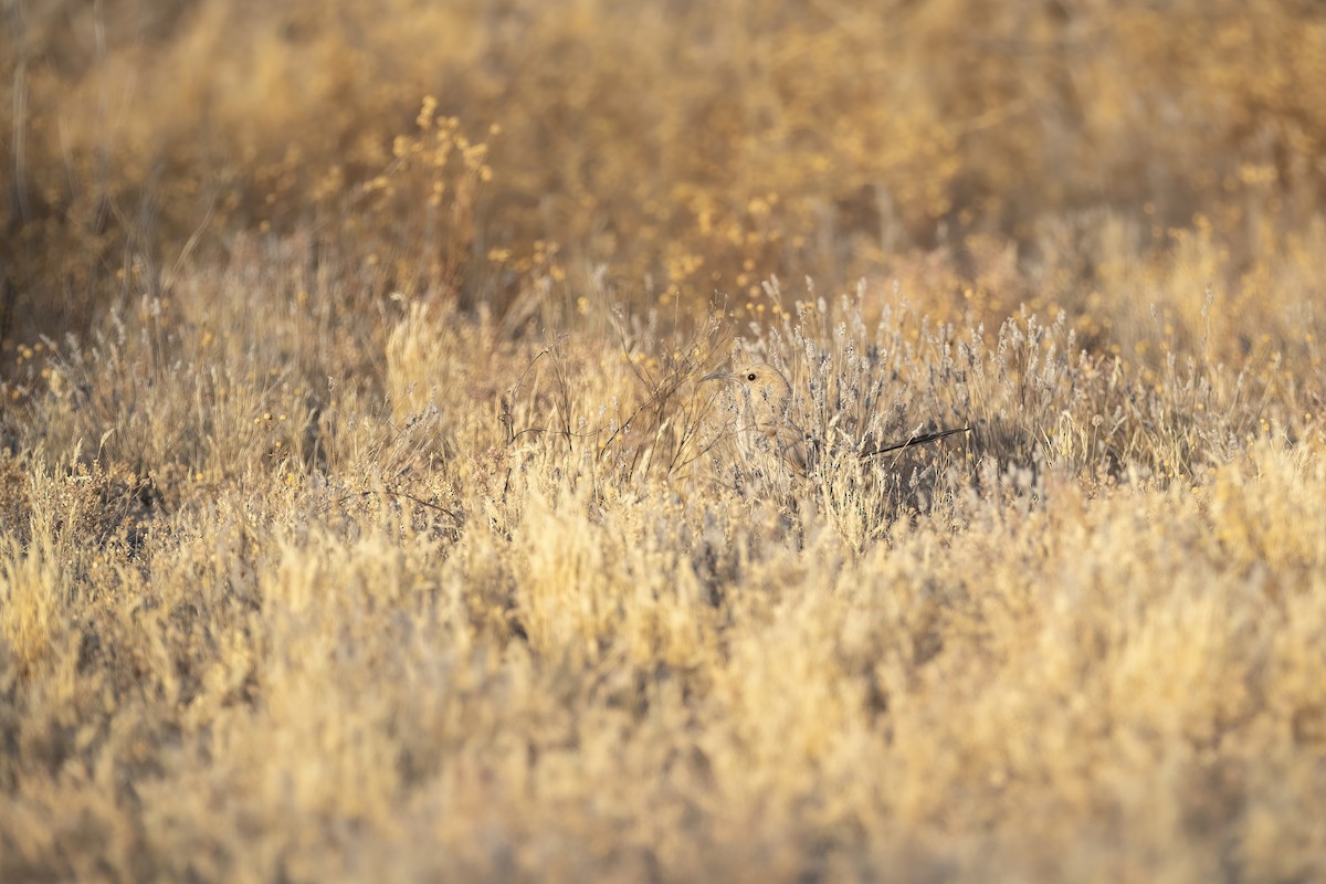 LeConte's Thrasher - ML620683256