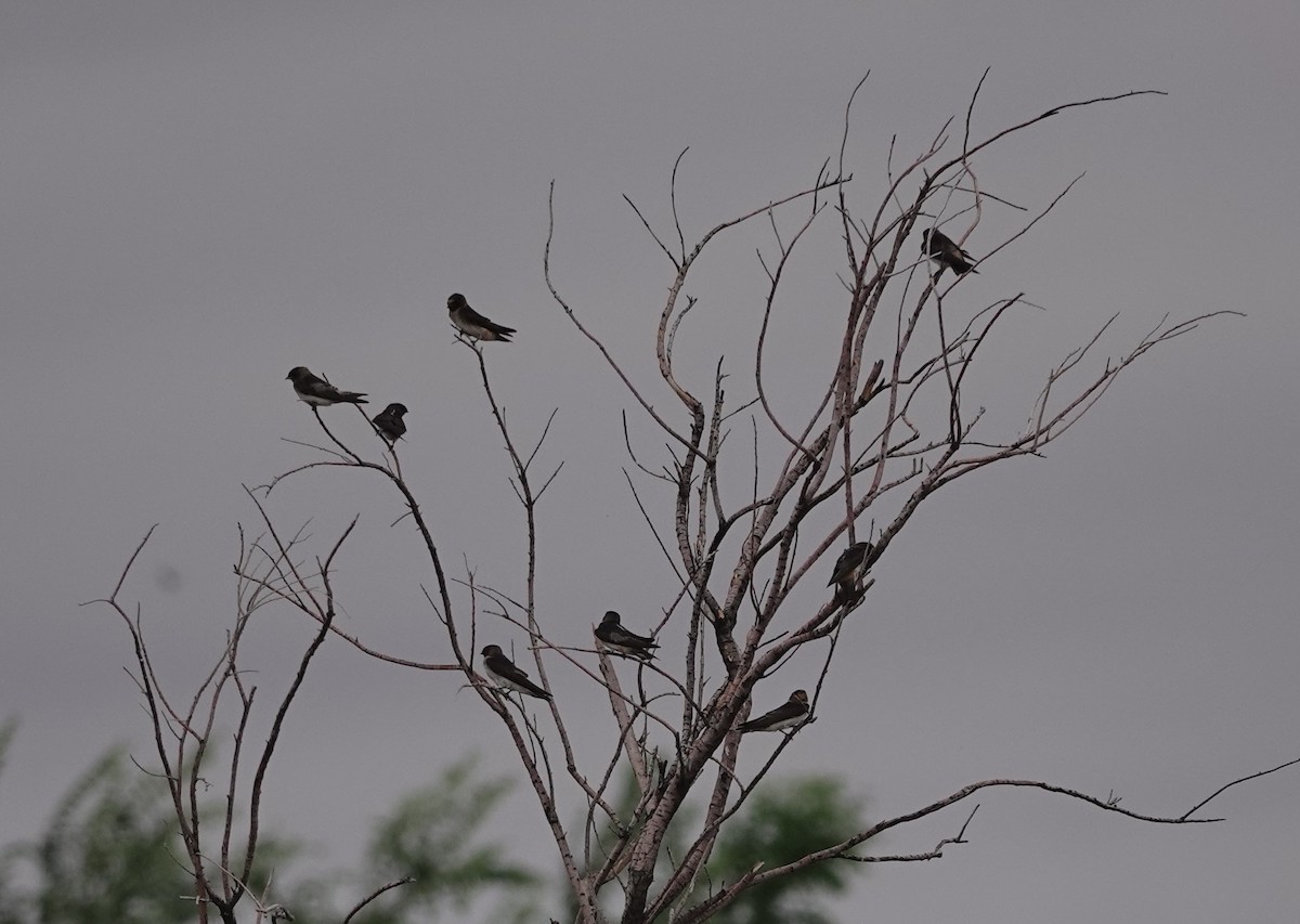 Cliff Swallow - ML620683257