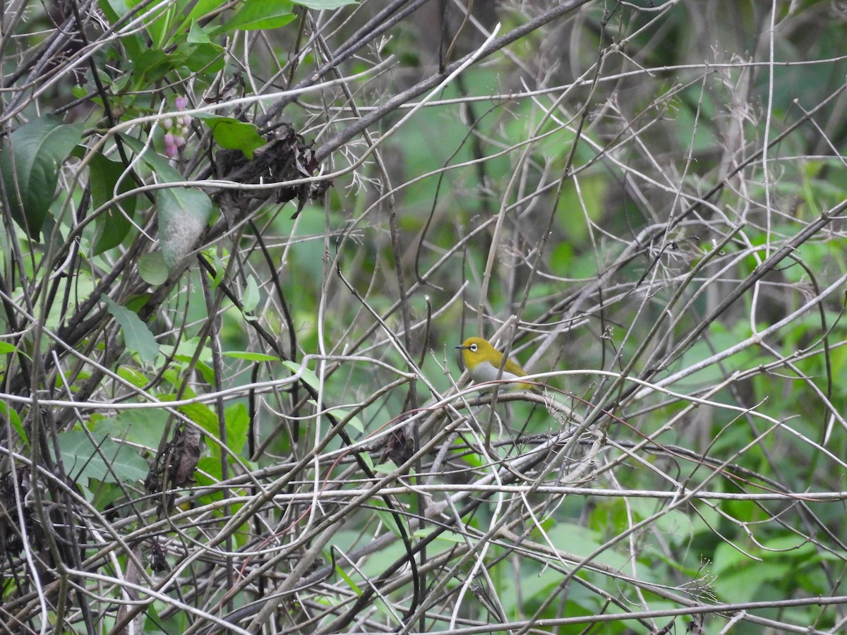 Indian White-eye - ML620683260