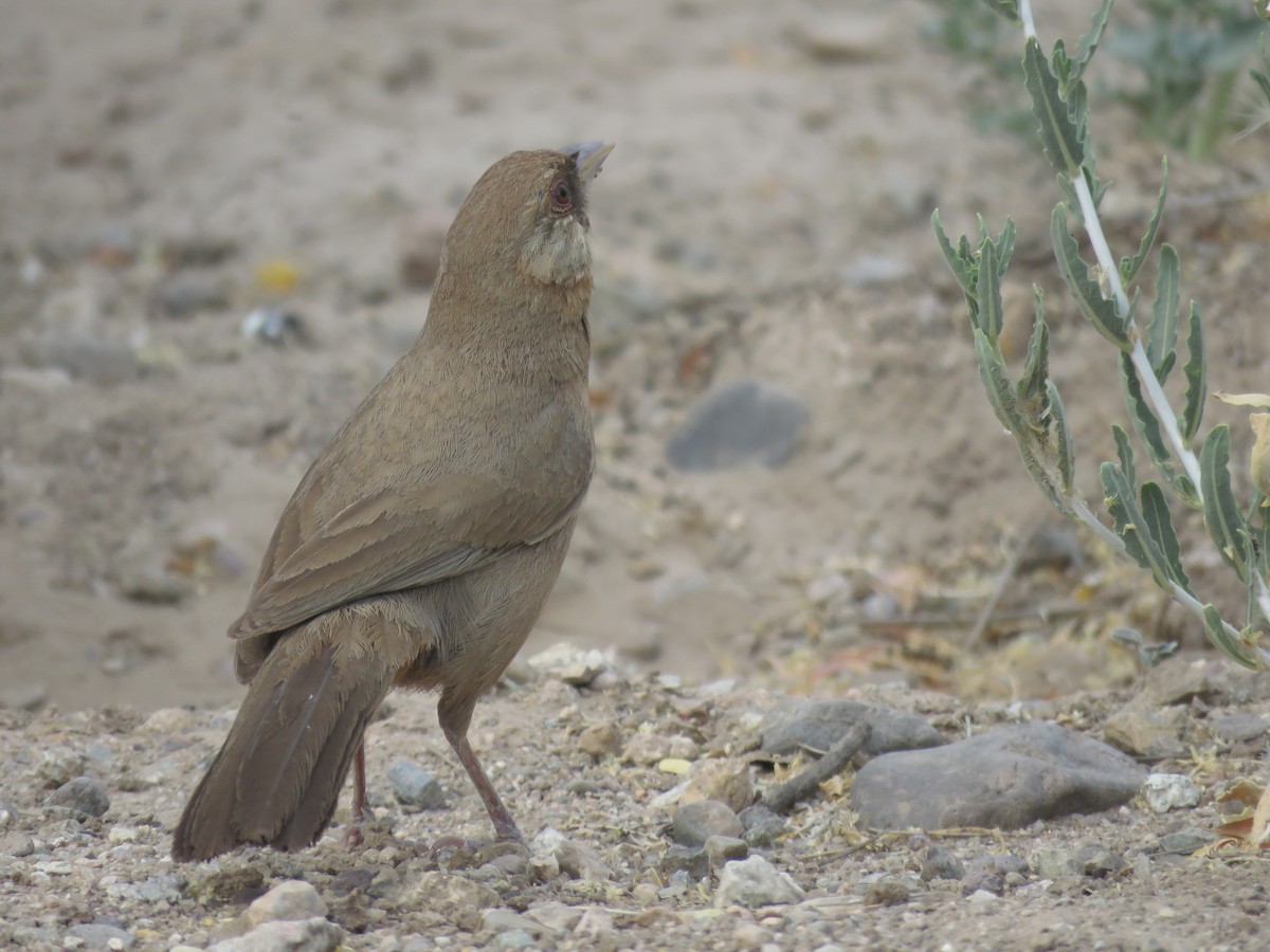 Abert's Towhee - Anonymous