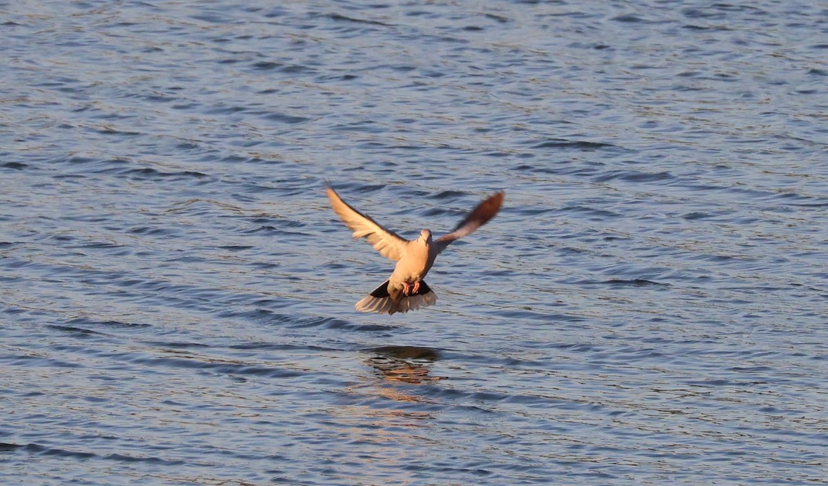 Eurasian Collared-Dove - ML620683276