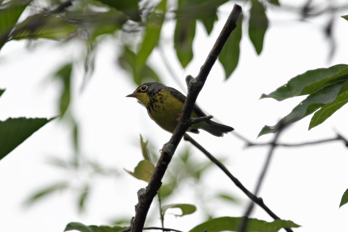 Canada Warbler - ML620683282