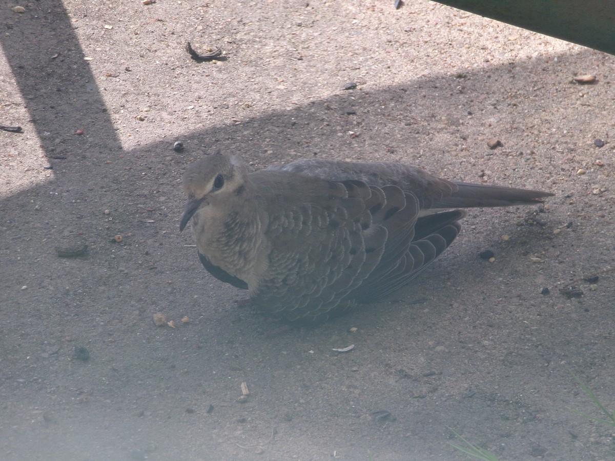 Mourning Dove - ML620683283