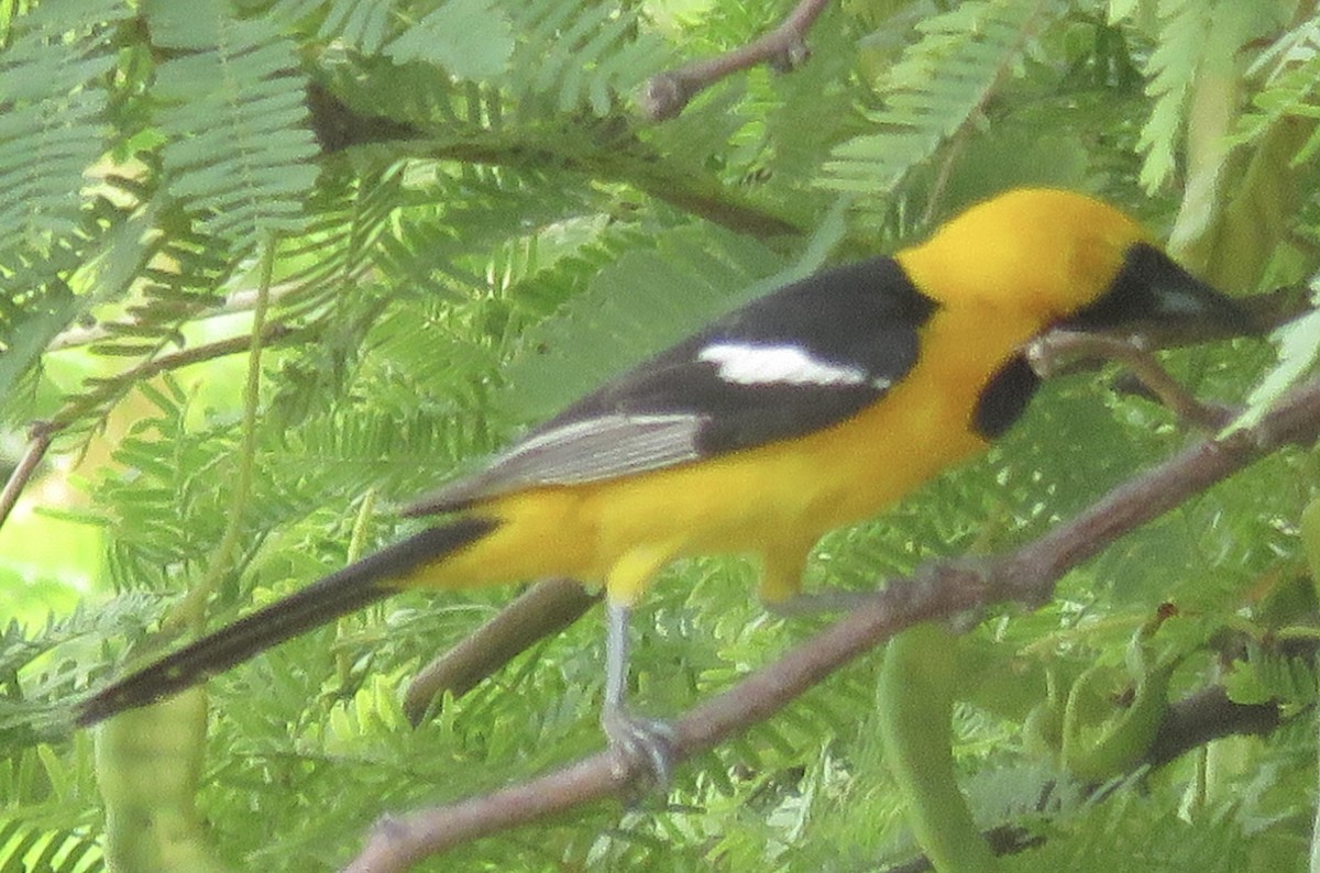 Oriole masqué - ML620683287