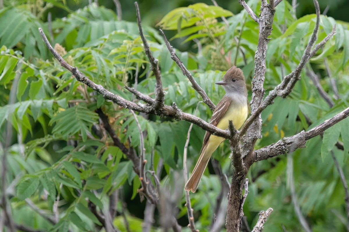 Great Crested Flycatcher - ML620683289