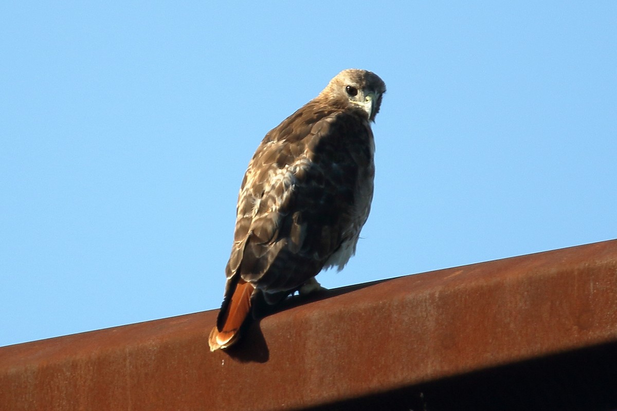 Red-tailed Hawk - ML620683291