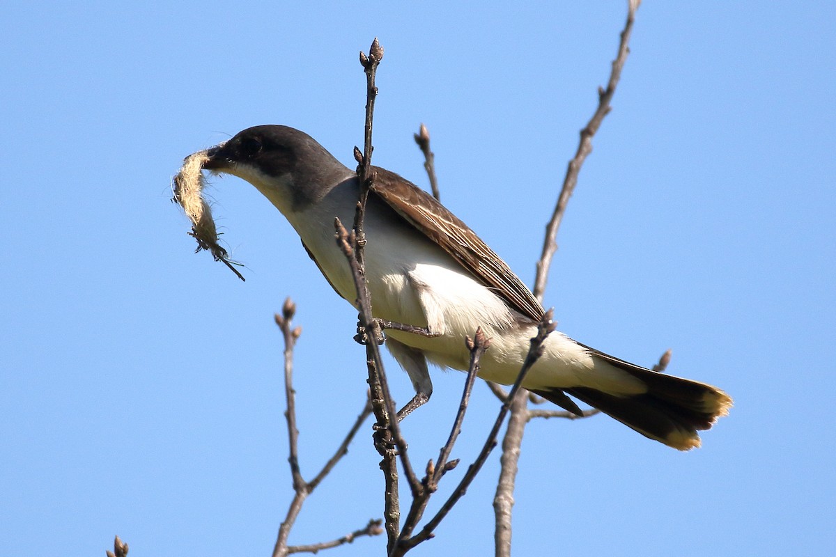 Eastern Kingbird - ML620683295