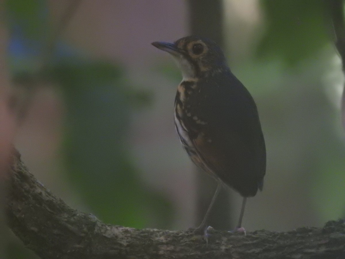 Streak-chested Antpitta - ML620683296