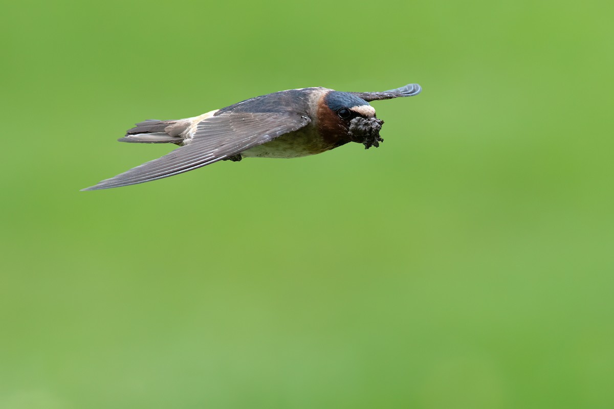 Cliff Swallow - ML620683297