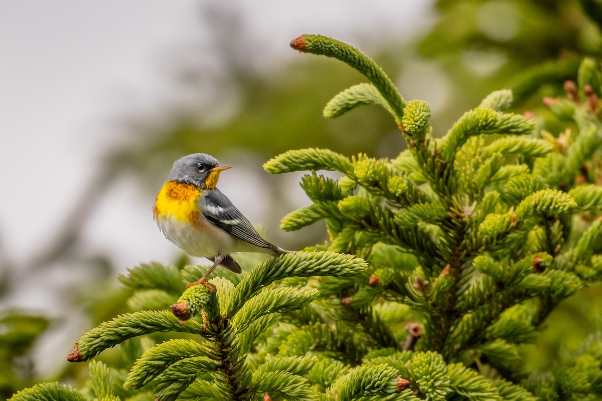 Northern Parula - ML620683298