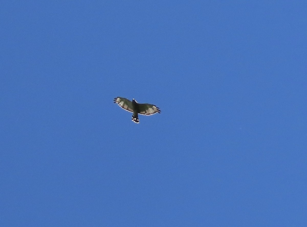 Broad-winged Hawk - ML620683300