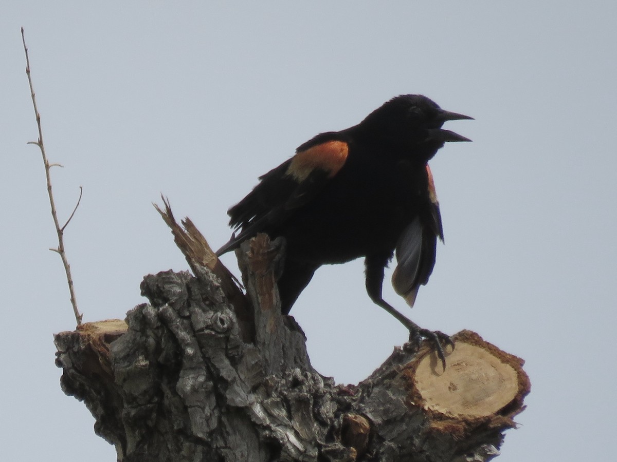 Red-winged Blackbird - Anonymous