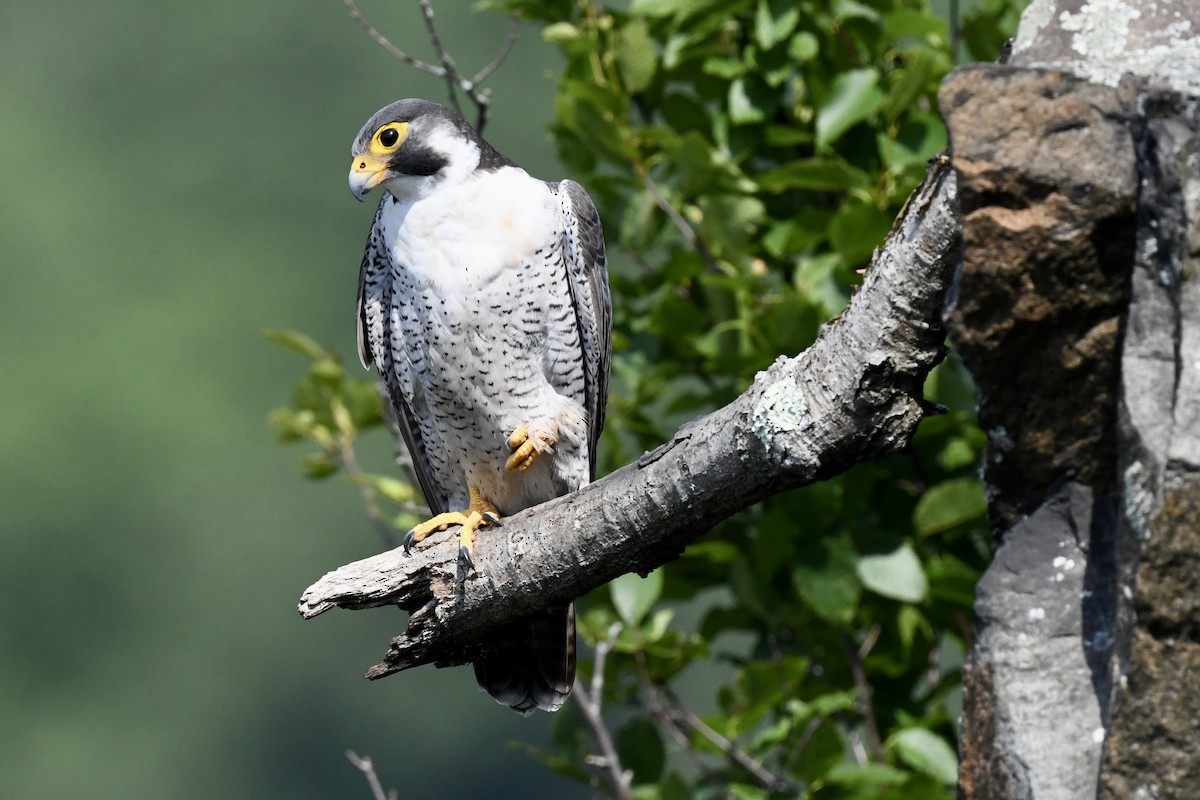 Peregrine Falcon - ML620683306