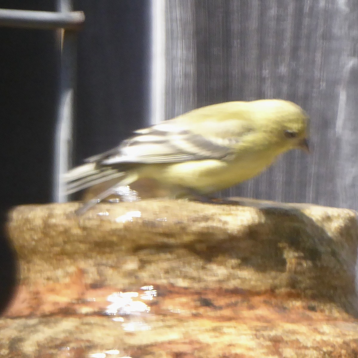 Lesser Goldfinch - ML620683308