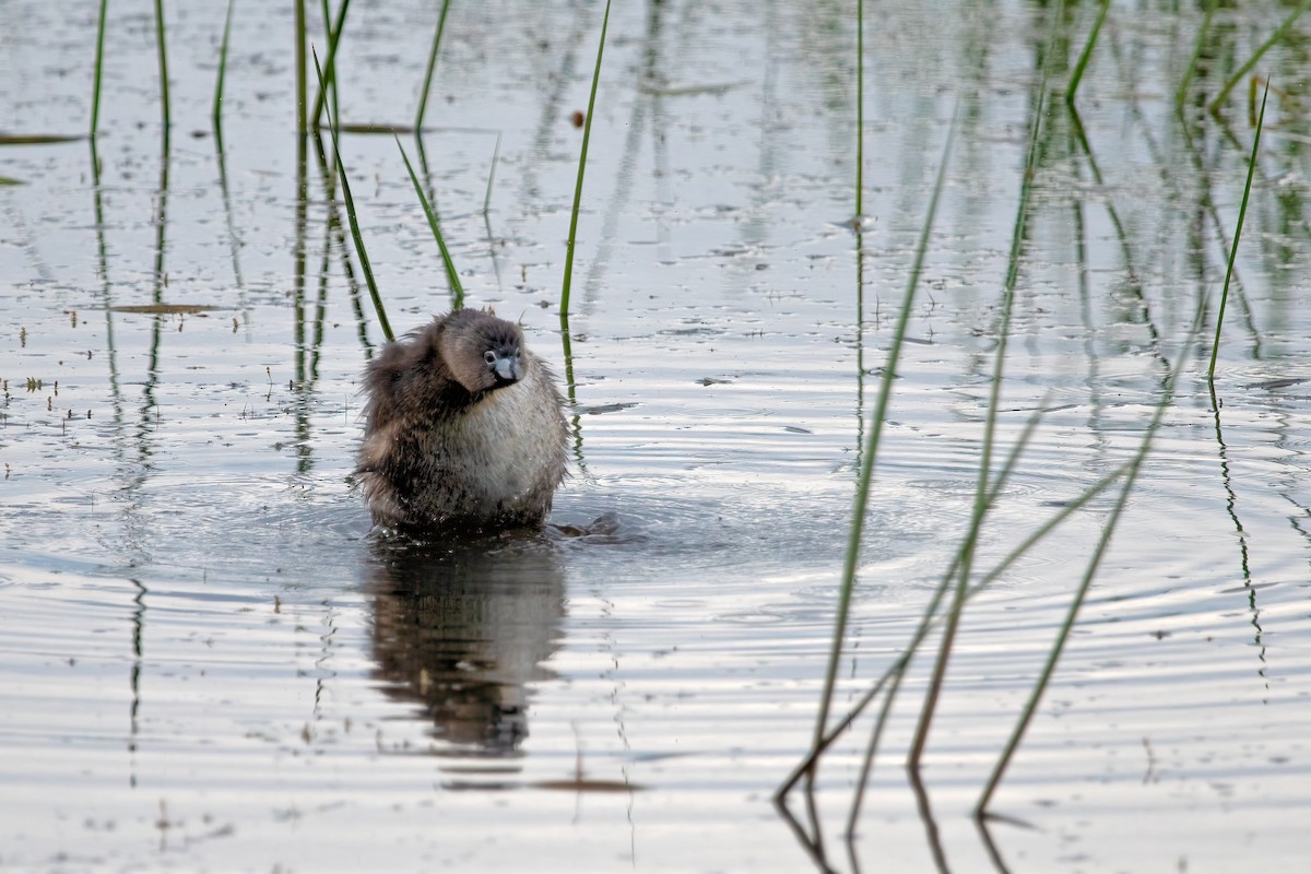 Pied-billed Grebe - ML620683312