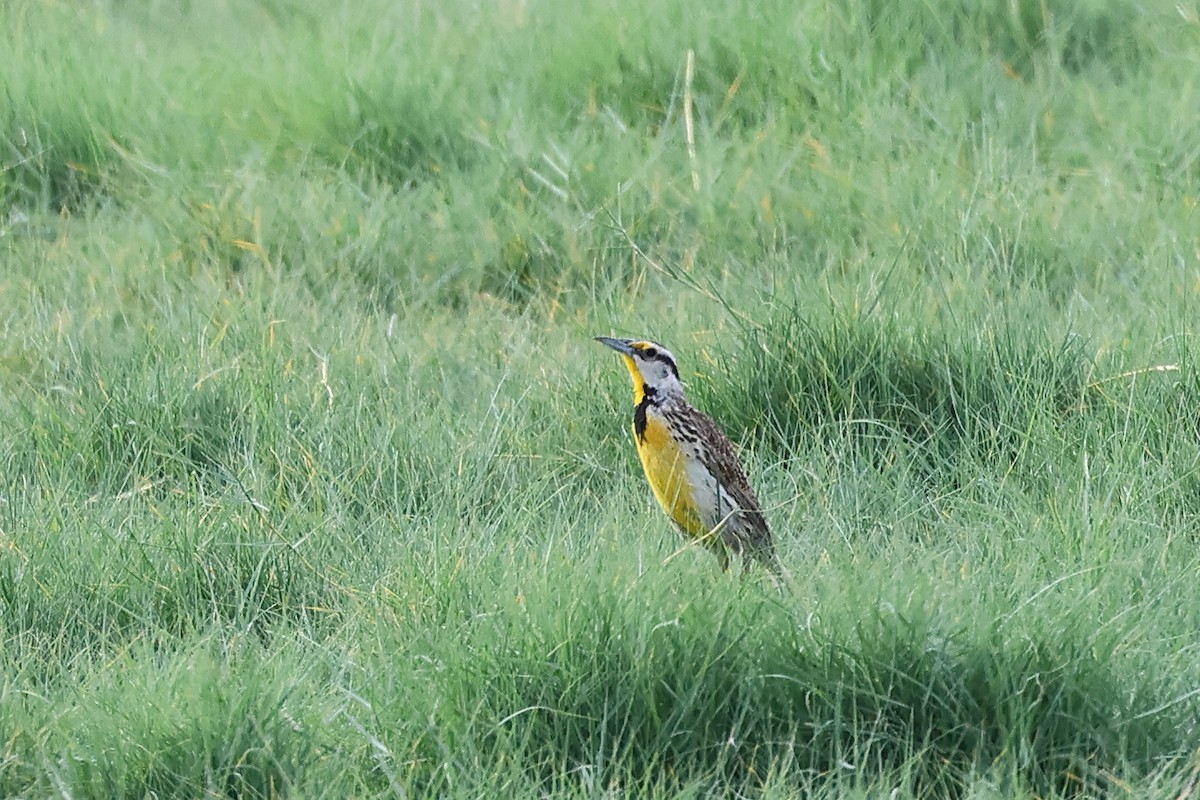 Chihuahuan Meadowlark - ML620683313