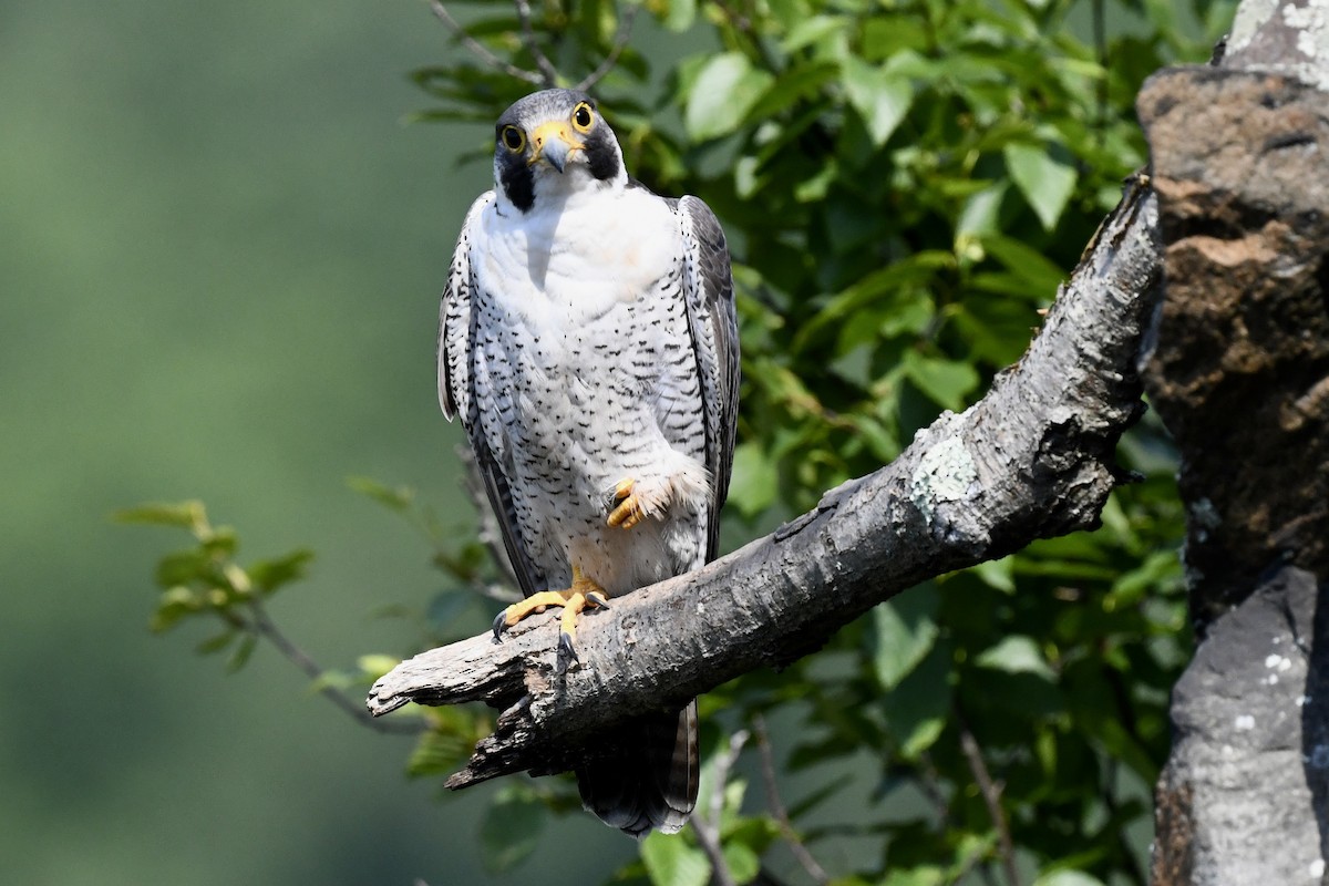 Peregrine Falcon - Stephen Broker