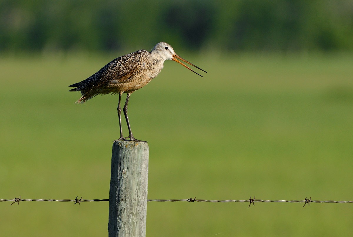 Marbled Godwit - ML620683315