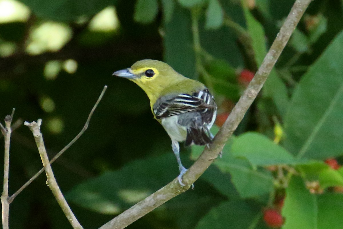 Vireo Gorjiamarillo - ML620683316