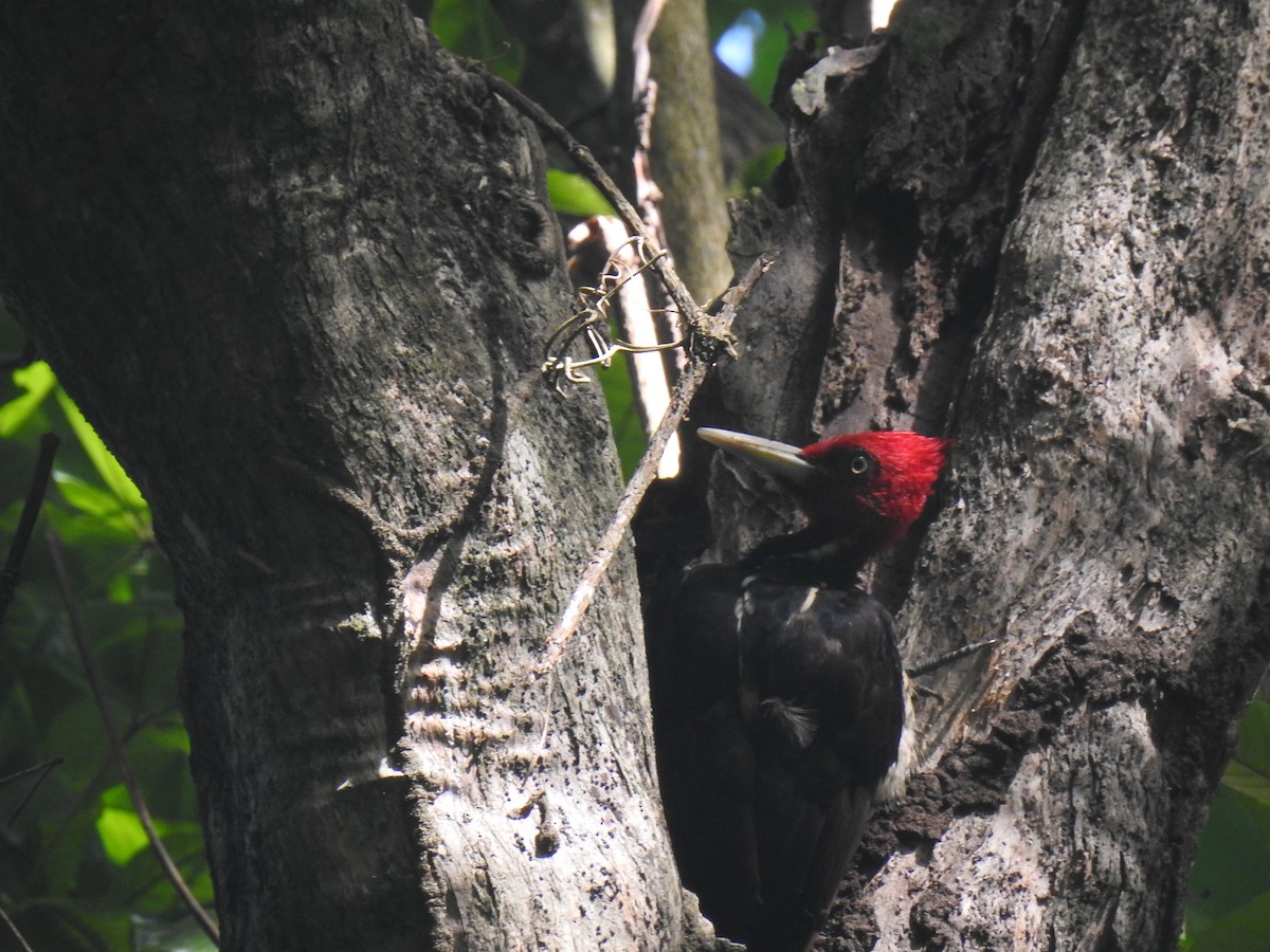 Lineated Woodpecker - ML620683319