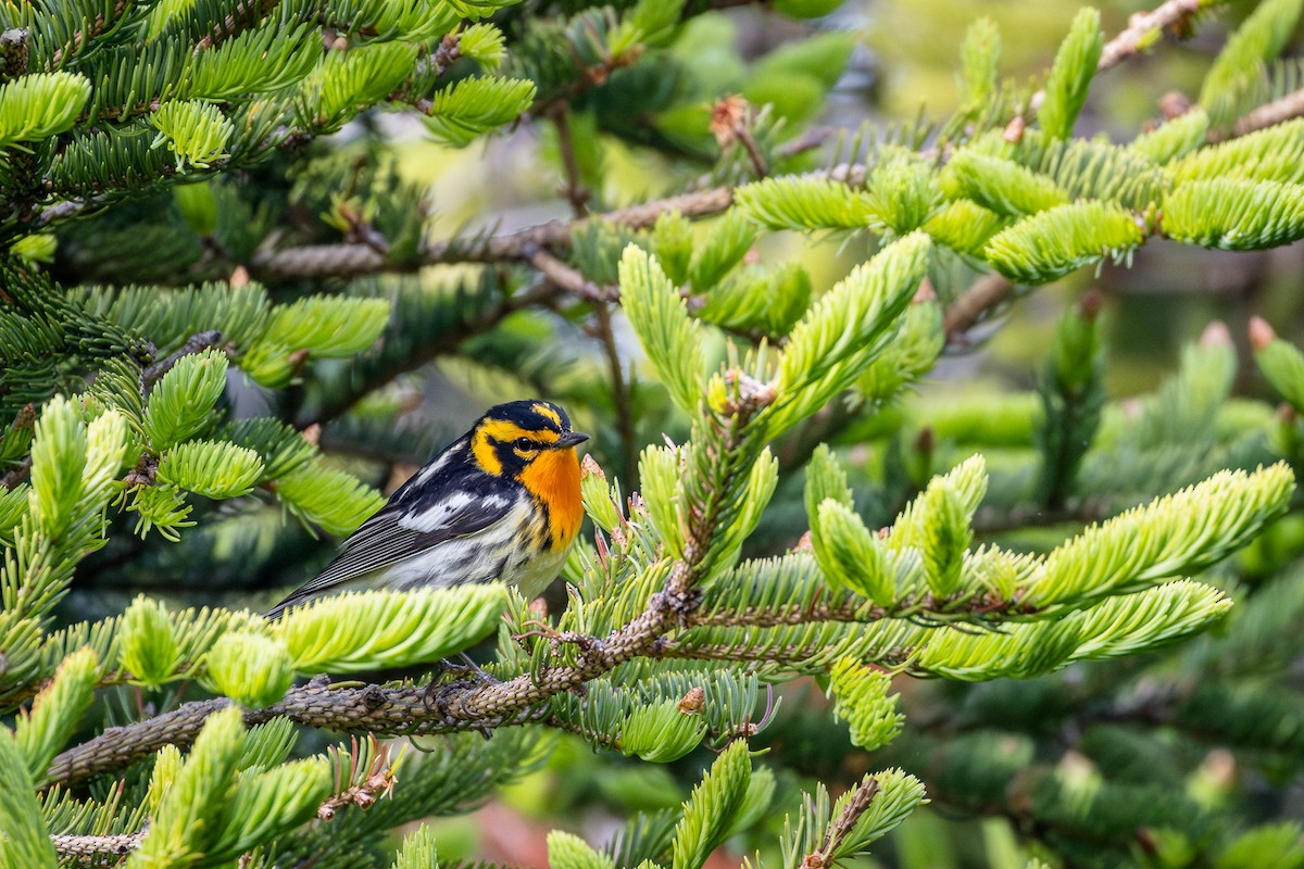 Blackburnian Warbler - ML620683321