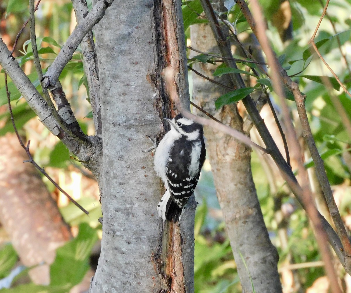 Downy Woodpecker - ML620683323