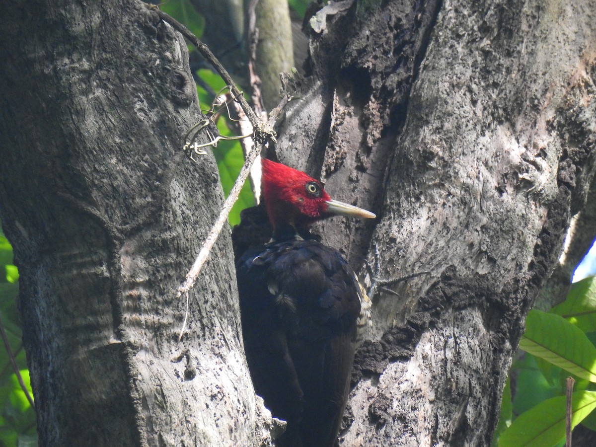 Pale-billed Woodpecker - ML620683324