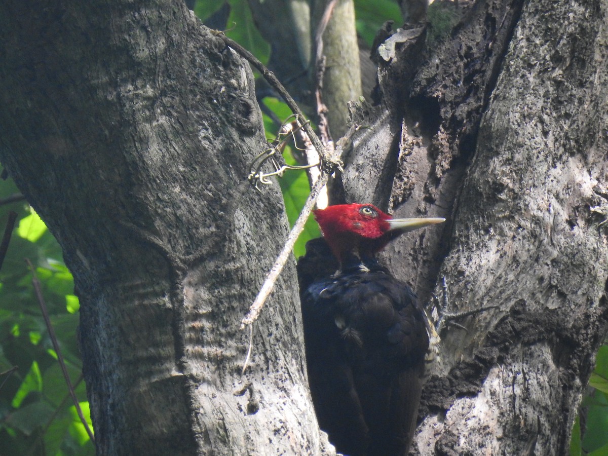 Pale-billed Woodpecker - ML620683327