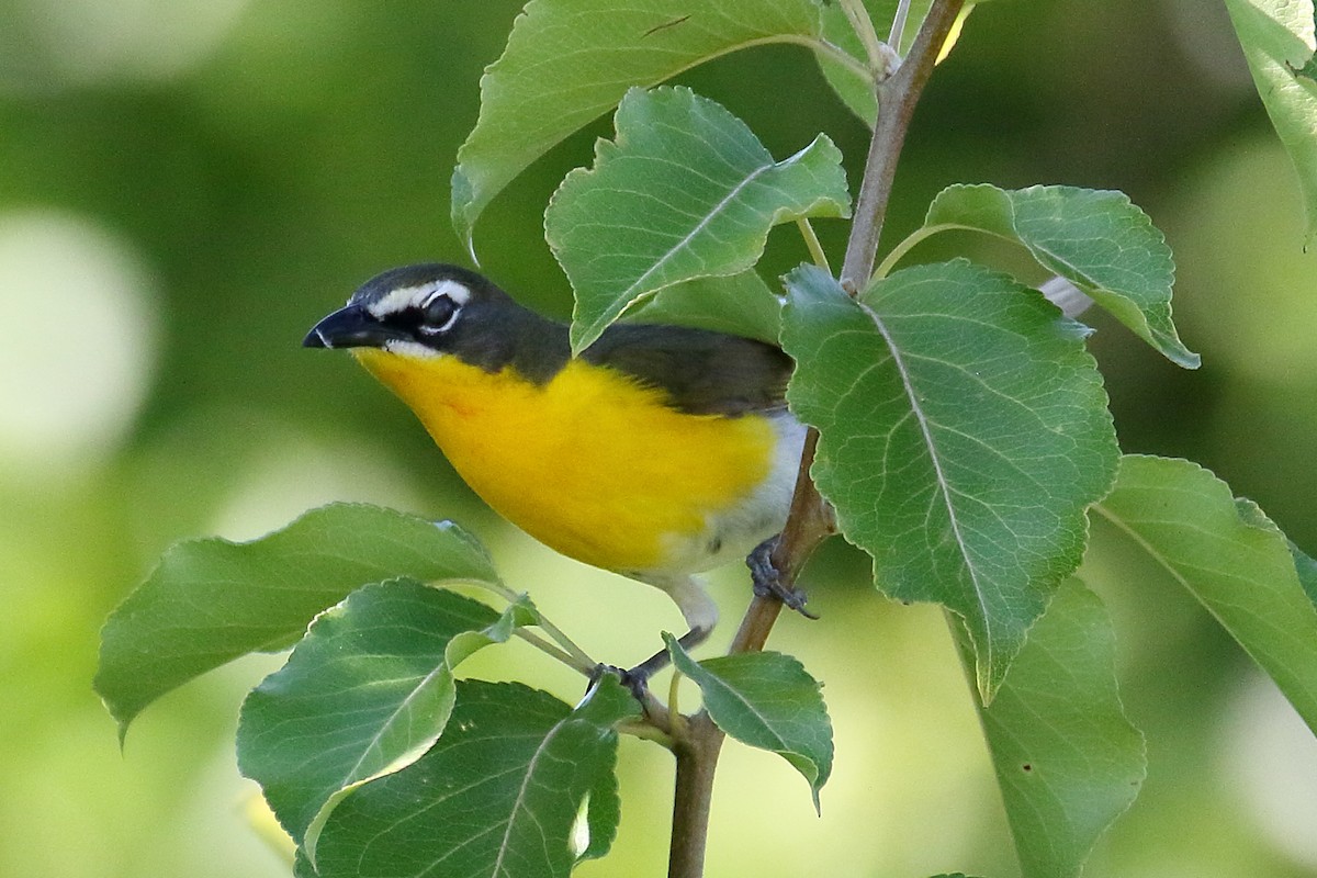 Yellow-breasted Chat - John Manger