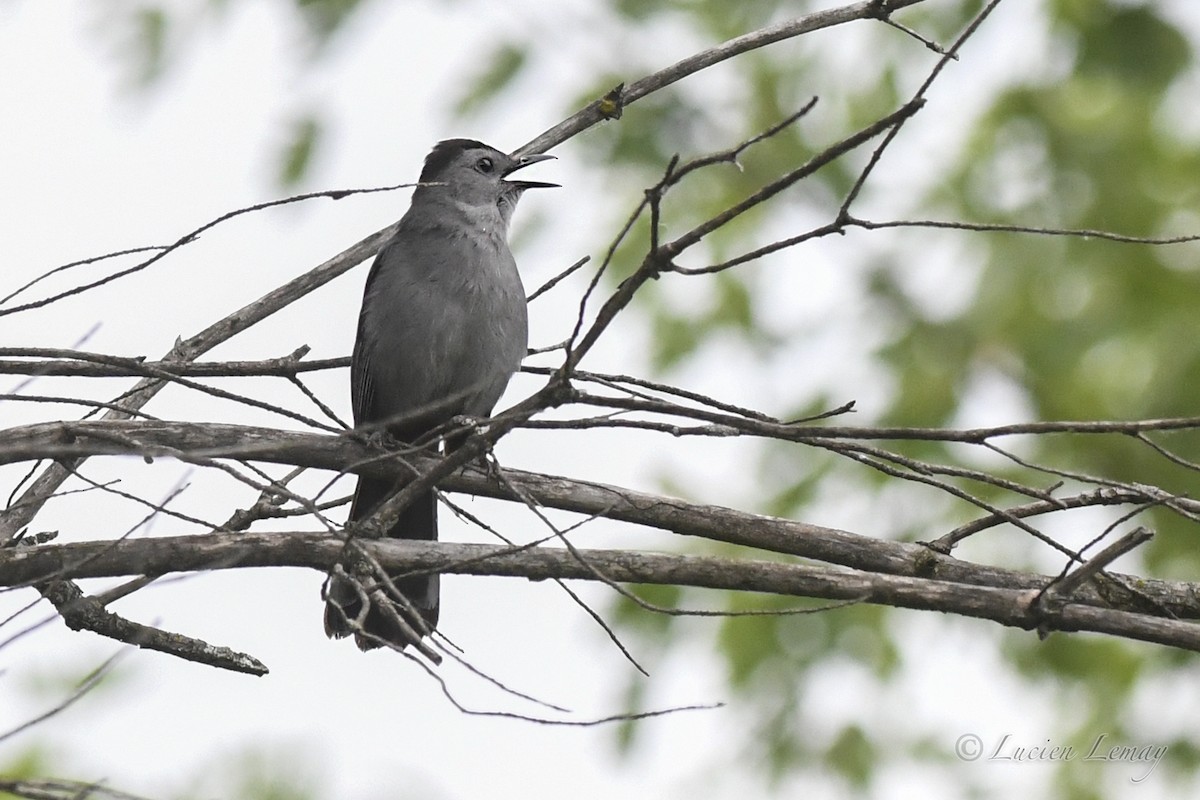 Gray Catbird - ML620683329