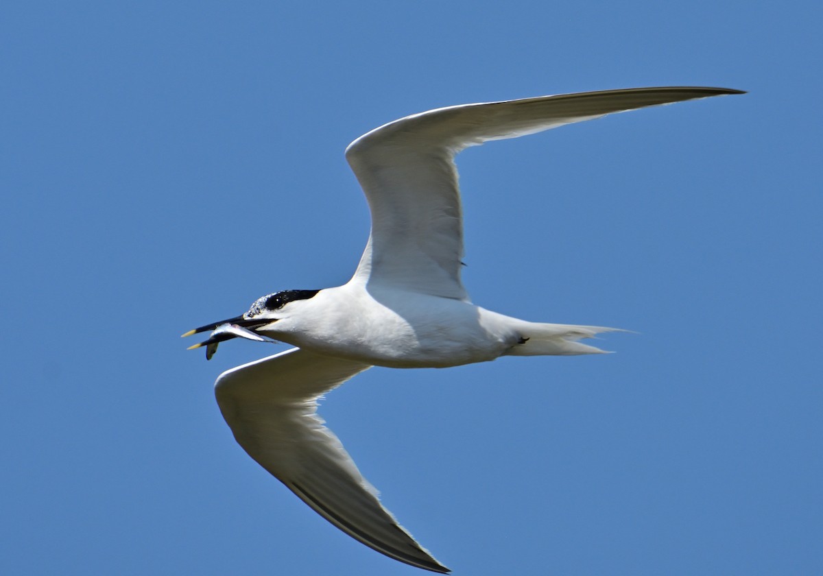 Sandwich Tern - ML620683335