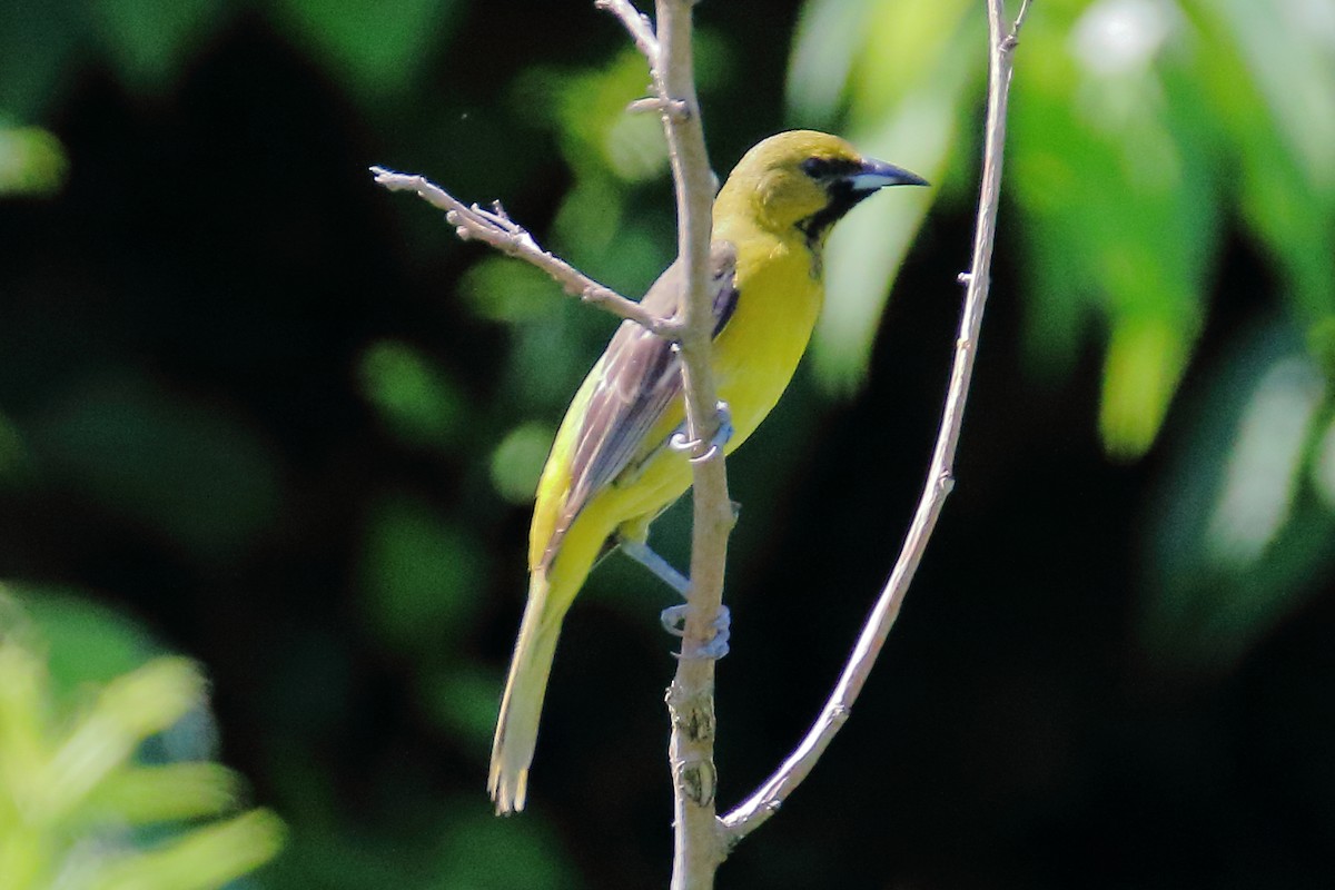 Orchard Oriole - ML620683336