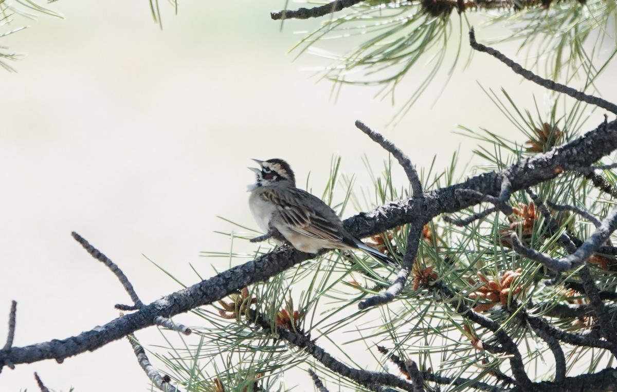 Lark Sparrow - ML620683342