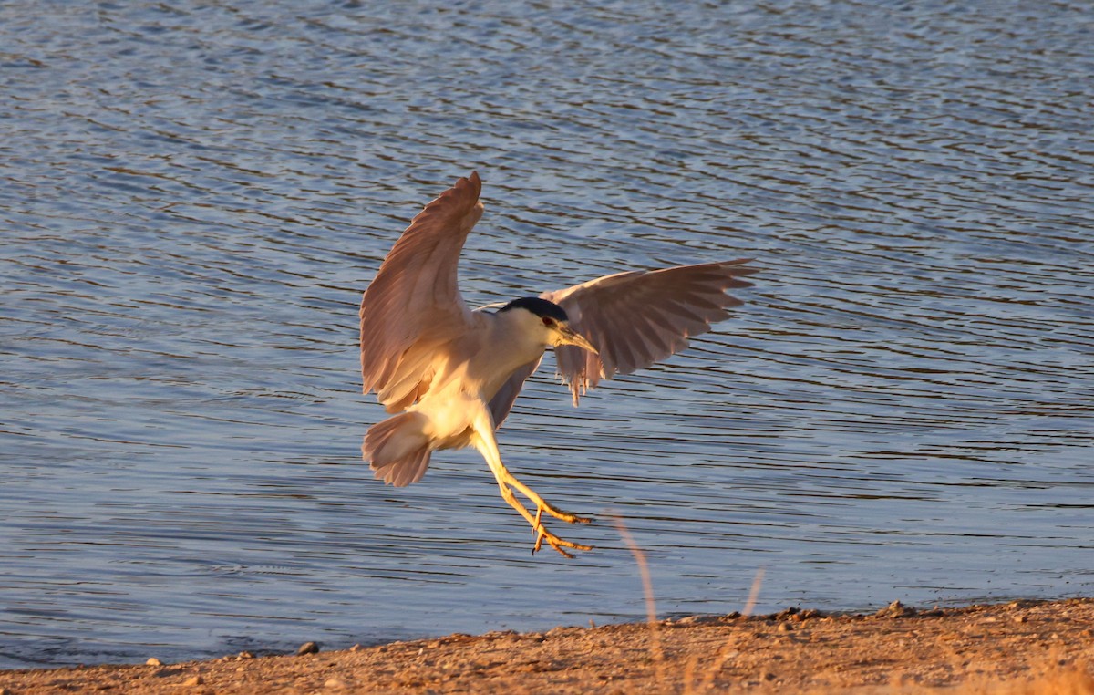 Black-crowned Night Heron - ML620683343