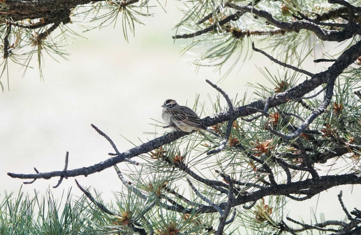 Lark Sparrow - ML620683347