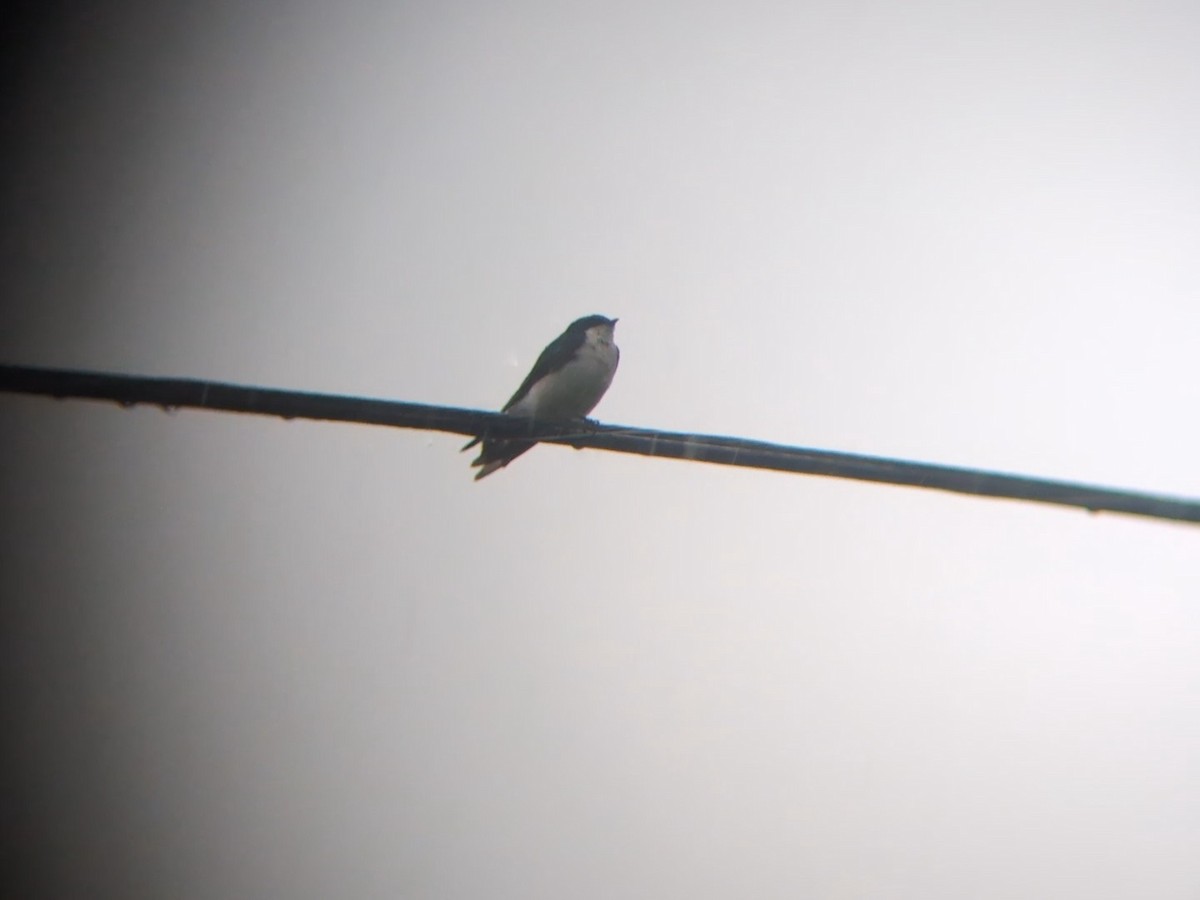 Golondrina Bicolor - ML620683348