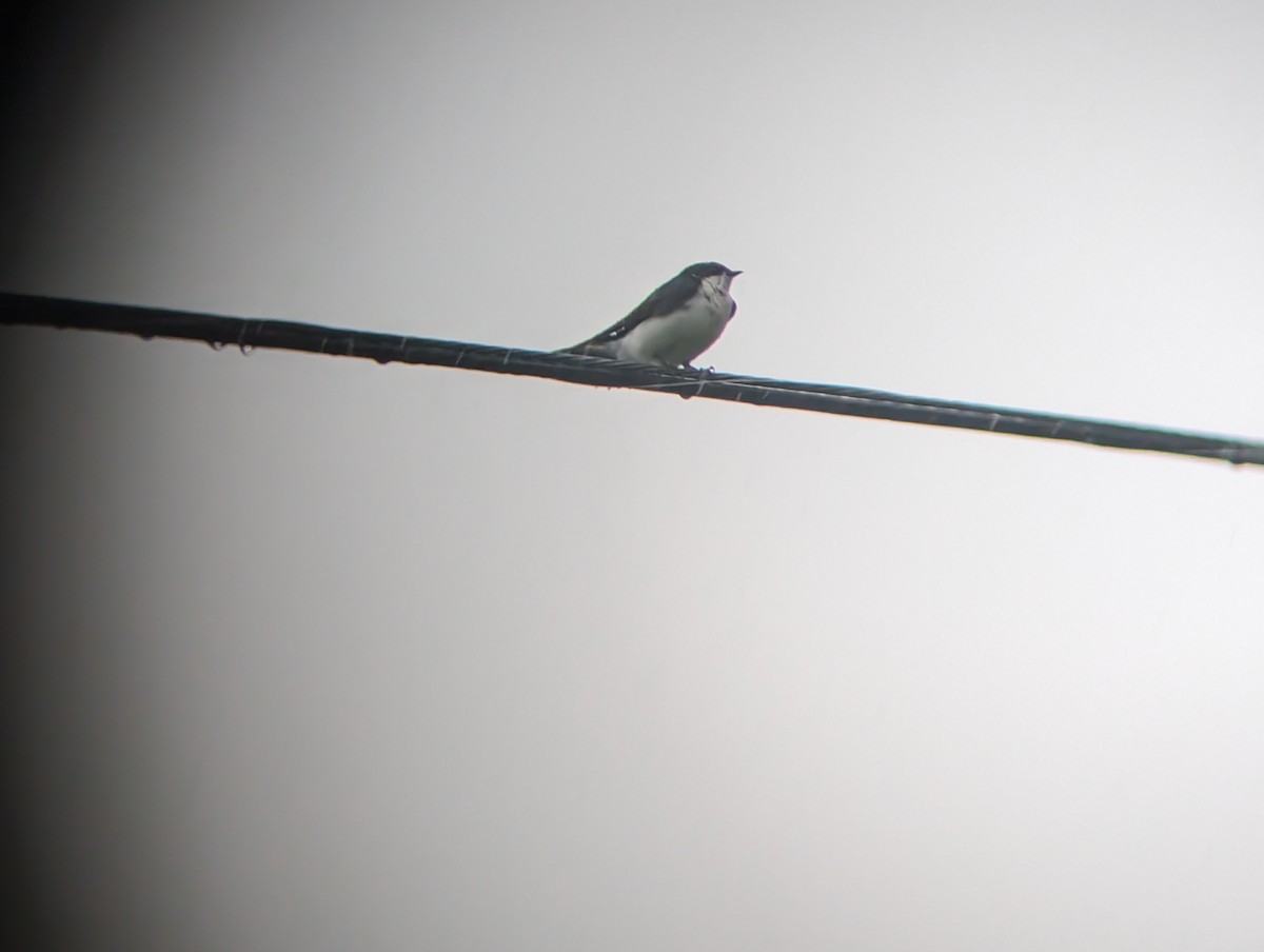 Golondrina Bicolor - ML620683350