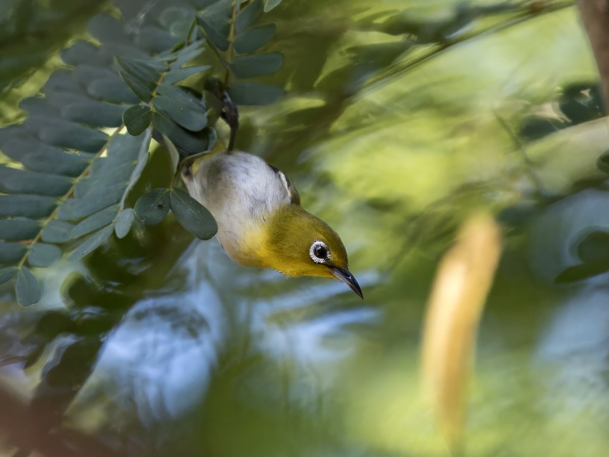 Lowland White-eye - ML620683351