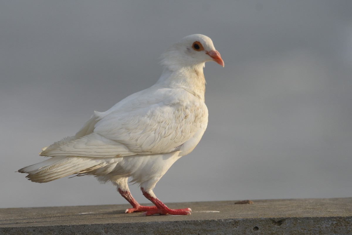 Rock Pigeon (Feral Pigeon) - ML620683352