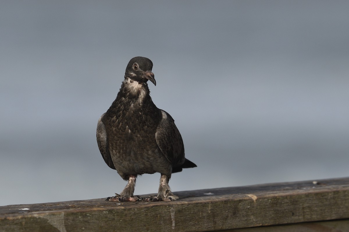 Rock Pigeon (Feral Pigeon) - ML620683353