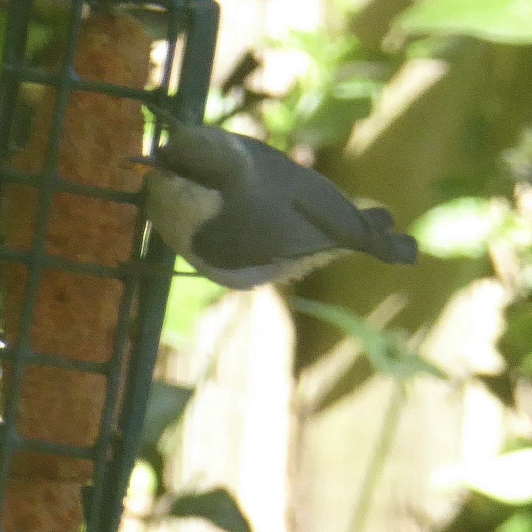 Pygmy Nuthatch - ML620683355