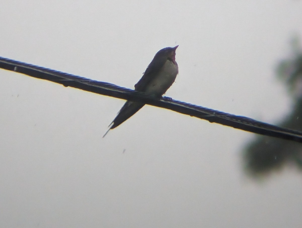 Barn Swallow - ML620683359