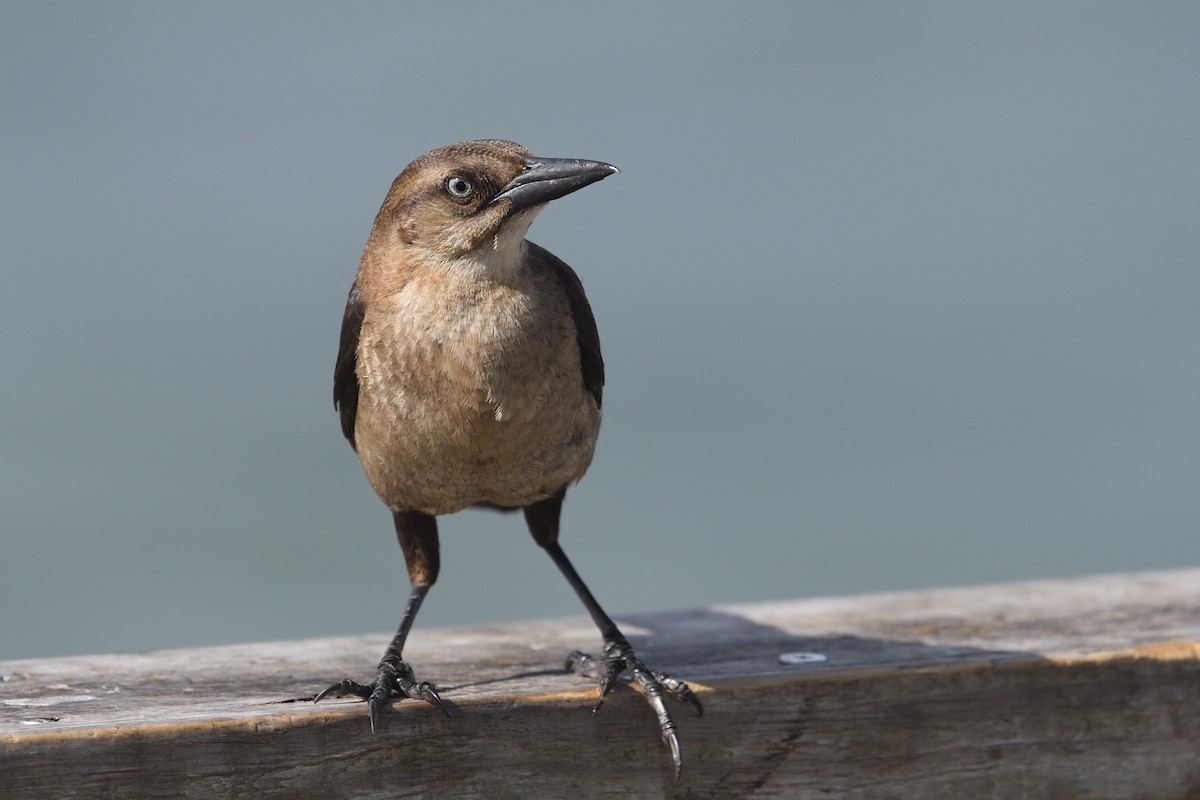 Boat-tailed Grackle - ML620683366