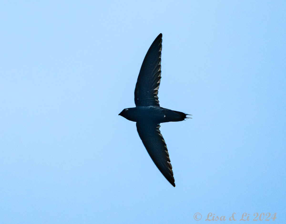 Silver-rumped Spinetail - ML620683368