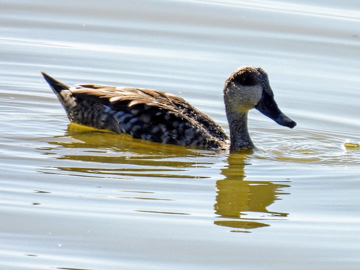 Marbled Duck - ML620683370